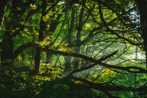 Forest, trees Forest, trees